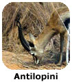 Antilopini